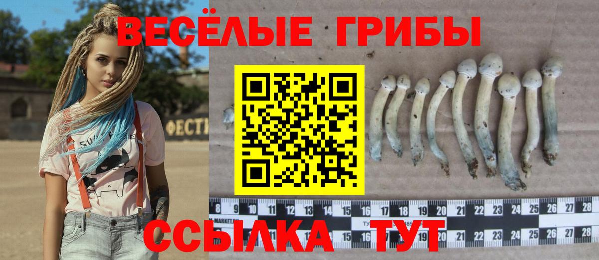 Новокубанск  Галлюциногенные грибы Psilocybe  Вход с VPN 
